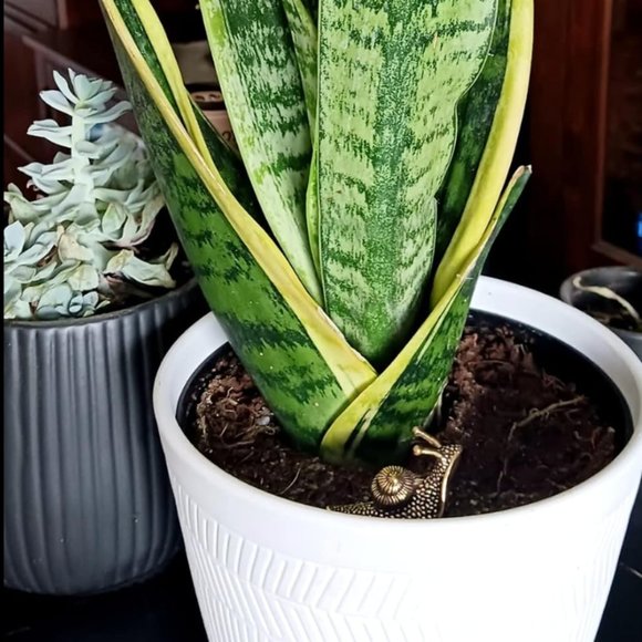 Two Anthro Snails Figurines Home Decor - Picture 4 of 8